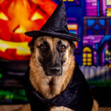 Halloween Witch Cape and Hat Dog Costume (Medium)