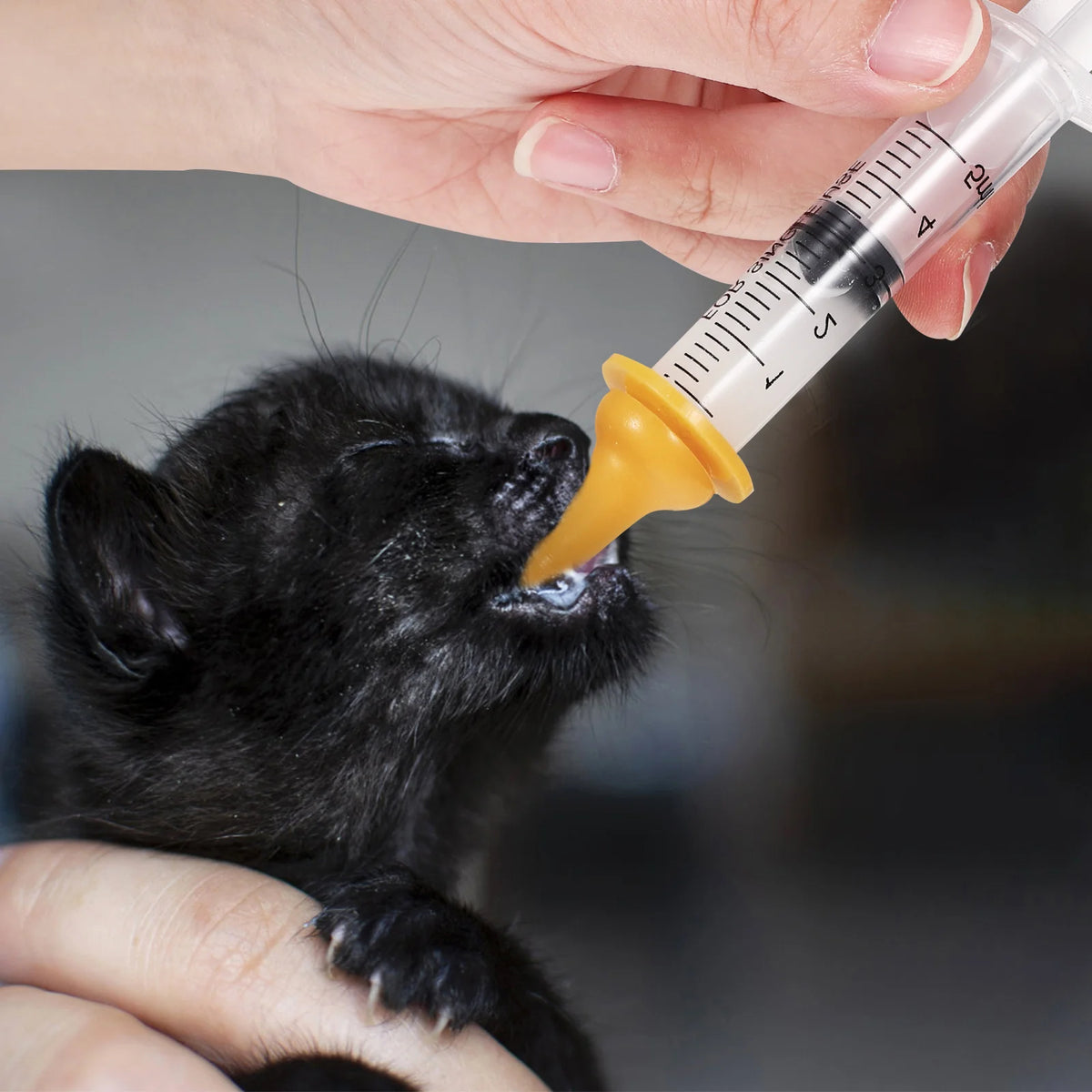 Pet Feeding Set Kitten Feeding Kit Kitten Bottle Puppy Feeding Newborn Small Animals Kitten Pacifier Pet Nursing