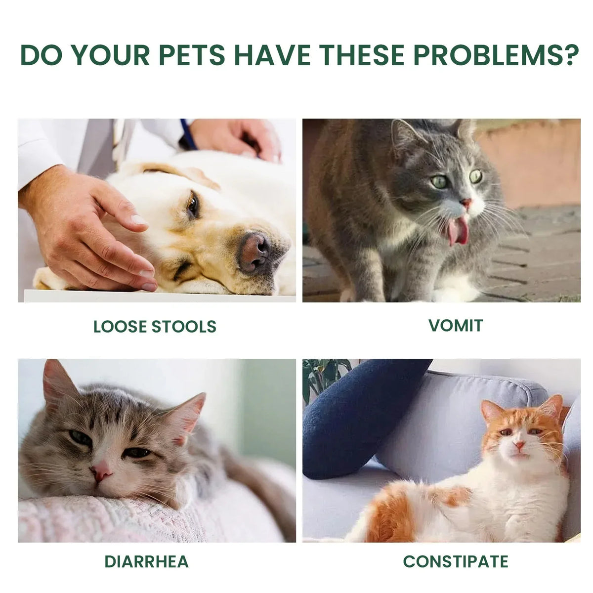 Pet probiotic drops relieve discomfort in cats, dogs, and bad breath. Pet care solution