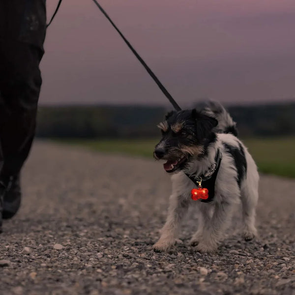 Night Glow Pendant for Dogs Safety Pet Luminous Bright Decor Dogs Spotlight Light Waterproof Running Lights Dog Accessories