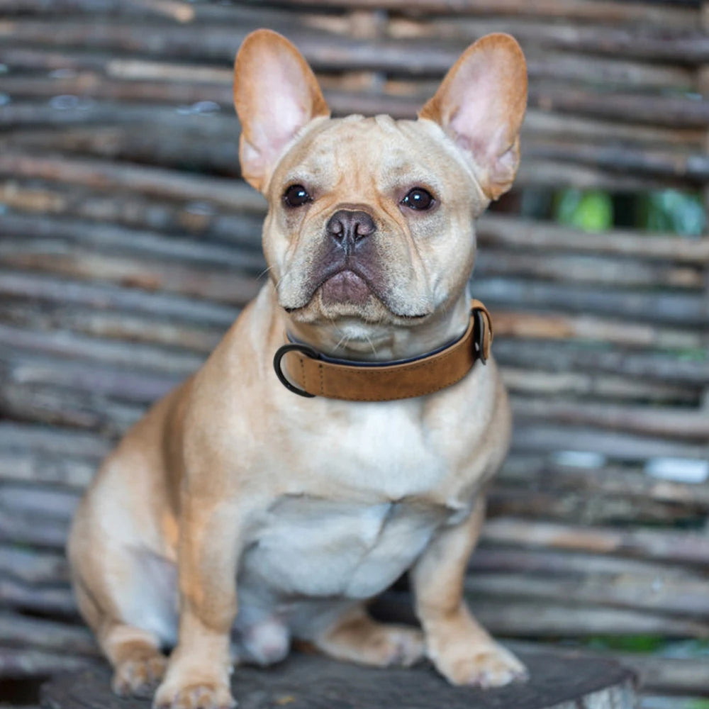 Leather Dog Collar For Small Medium Large Dogs Soft Padded Big Dog Collars for Pitbull Labrador German Shepherd S-XXL