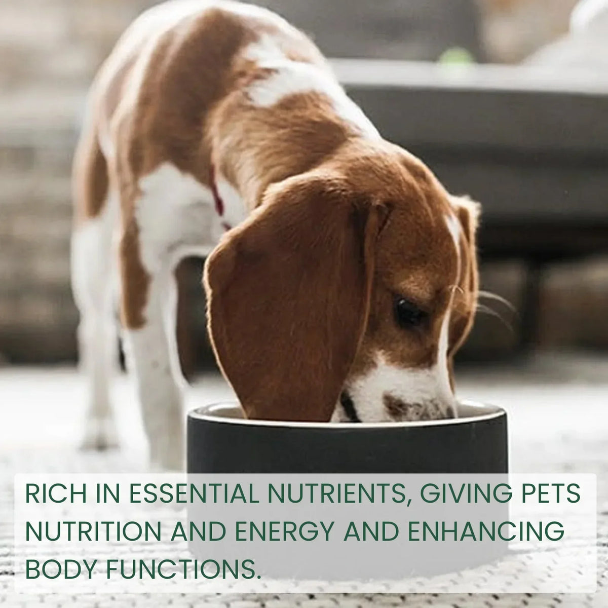 Pet probiotic drops relieve discomfort in cats, dogs, and bad breath. Pet care solution