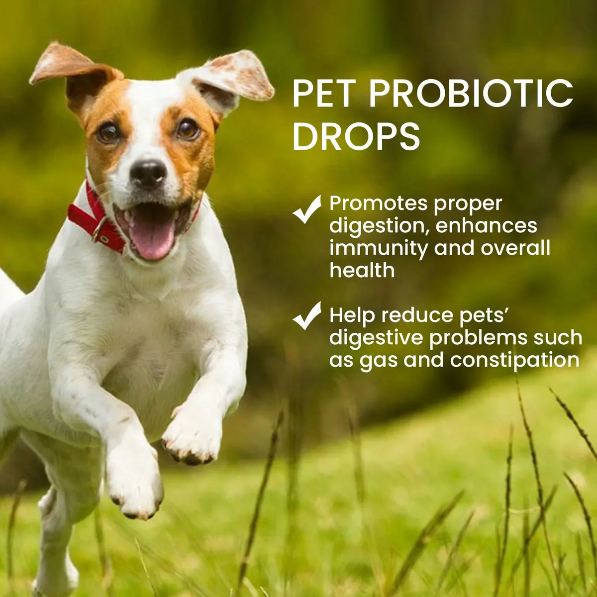 Pet probiotic drops relieve discomfort in cats, dogs, and bad breath. Pet care solution
